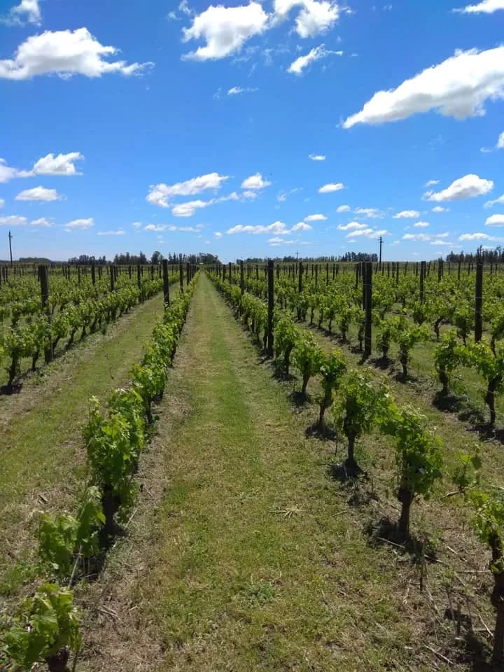 Los Nadies Bodega Almacén